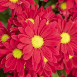 Chrysanthemen 'Swifty', Rot, Topf-Ø 12 Cm, 6er-Set -Compo Verkäufe 0690110160 Chrysanthemum indicum rot Swifty 6er Set 1 79198