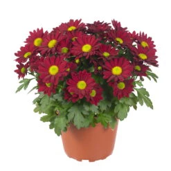 Chrysanthemen 'Swifty', Rot, Topf-Ø 12 Cm, 6er-Set -Compo Verkäufe 0690110160 Chrysanthemum indicum rot Swifty 6er Set 2 79197
