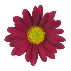 Chrysanthemen 'Swifty', Rot, Topf-Ø 12 Cm, 6er-Set -Compo Verkäufe 0690110160 Chrysanthemum indicum rot Swifty 6er Set 79199