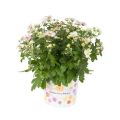 Chrysanthemen, Rosa, Topf-Ø 12 Cm, 6er-Set