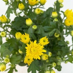 Chrysanthemen Gelb, Topf-Ø 10,5 Cm, 8er-Set -Compo Verkäufe 0690120041 Chrysanthemum multiflora gelb 8er Set 5 112603