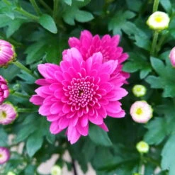 Chrysanthemen 'Trio', Gelb/lila/weiß, Topf-Ø 19 Cm, 2er-Set 10 Chrysanthemen 'Trio', Gelb/lila/weiß, Topf-Ø 19 Cm, 2er-Set -Compo Verkäufe 0690130121 Chrysanthemum multiflora Buesche lila image005 79583