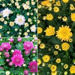 Chrysanthemen 'Trio', Gelb-weiß-lila, Busch, Topf-Ø 14 Cm, 4er-Set -Compo Verkäufe 0690130158 Koelle Chrysanthemum multifl Trio T14 lila gelb weiss 4er Set WS 94924