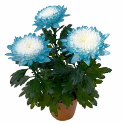 Chrysantheme 'Zembla Make-Upz® Uno Mix, Farben Zufällig, Topf-Ø 13 Cm, 3er-Set -Compo Verkäufe 0690140089 Chrysanthemum Zembla T13 Next White Make Upz UnoMix blau 3er Set 4 115278