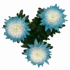 Chrysantheme 'Zembla Make-Upz® Uno Mix, Farben Zufällig, Topf-Ø 13 Cm, 3er-Set -Compo Verkäufe 0690140089 Chrysanthemum Zembla T13 Next White Make Upz UnoMix blau 3er Set 5 115279