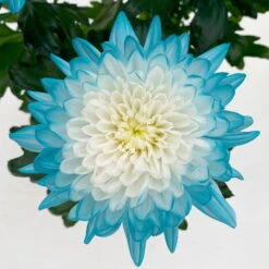 Chrysantheme 'Zembla Make-Upz® Uno Mix, Farben Zufällig, Topf-Ø 13 Cm, 3er-Set -Compo Verkäufe 0690140089 Chrysanthemum Zembla T13 Next White Make Upz UnoMix blau 3er Set 6 115109
