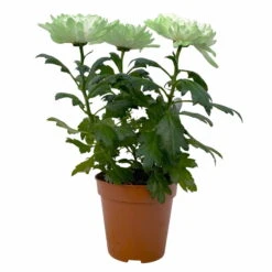 Chrysantheme 'Zembla Make-Upz® Uno Mix, Farben Zufällig, Topf-Ø 13 Cm, 3er-Set -Compo Verkäufe 0690140089 Chrysanthemum Zembla T13 Next White Make Upz UnoMix gruen 3er Set 1 115280