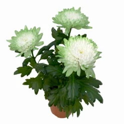 Chrysantheme 'Zembla Make-Upz® Uno Mix, Farben Zufällig, Topf-Ø 13 Cm, 3er-Set -Compo Verkäufe 0690140089 Chrysanthemum Zembla T13 Next White Make Upz UnoMix gruen 3er Set 5 115281