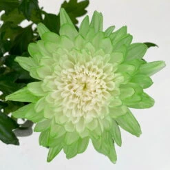 Chrysantheme 'Zembla Make-Upz® Uno Mix, Farben Zufällig, Topf-Ø 13 Cm, 3er-Set -Compo Verkäufe 0690140089 Chrysanthemum Zembla T13 Next White Make Upz UnoMix gruen 3er Set 7 .JPG 115110