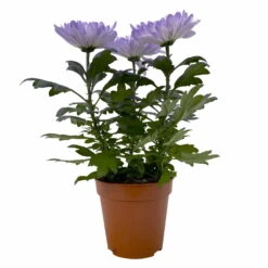 Chrysantheme 'Zembla Make-Upz® Uno Mix, Farben Zufällig, Topf-Ø 13 Cm, 3er-Set -Compo Verkäufe 0690140089 Chrysanthemum Zembla T13 Next White Make Upz UnoMix lila 3er Set 1 115283
