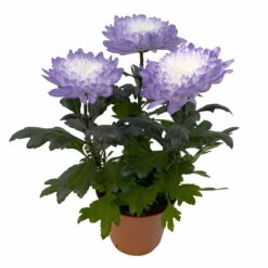 Chrysantheme 'Zembla Make-Upz® Uno Mix, Farben Zufällig, Topf-Ø 13 Cm, 3er-Set -Compo Verkäufe 0690140089 Chrysanthemum Zembla T13 Next White Make Upz UnoMix lila 3er Set 4 115284
