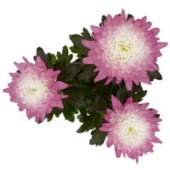 Chrysantheme 'Zembla Make-Upz® Uno Mix, Farben Zufällig, Topf-Ø 13 Cm, 3er-Set -Compo Verkäufe 0690140089 Chrysanthemum Zembla T13 Next White Make Upz UnoMix pink 3er Set 6 115288