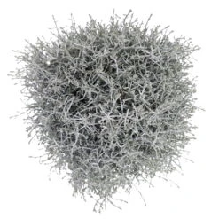 Calocephalus Silber-grau, Topf-Ø 12/13 Cm, 6er-Set -Compo Verkäufe 0690170041 KB Calocephalus brownii XL Set 3 2 81615