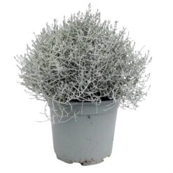 Calocephalus Silber-grau, Topf-Ø 12/13 Cm, 6er-Set -Compo Verkäufe 0690170041 KB Calocephalus brownii XL Set 3 6 81613