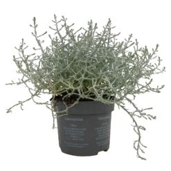 Calocephalus, Silber-grau, Topf-Ø 10,5 Cm, 8er-Set -Compo Verkäufe 0690170048 Calocephalus brownii T10 5 Silberdraht 8er Set WS 2 95841