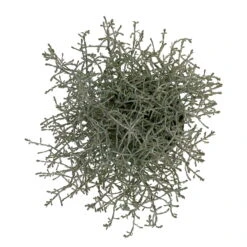 Calocephalus, Silber-grau, Topf-Ø 10,5 Cm, 8er-Set -Compo Verkäufe 0690170048 Calocephalus brownii T10 5 Silberdraht 8er Set WS 3 95842