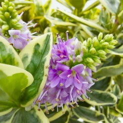 Hebe Buntlaubig, Topf-Ø 23 Cm -Compo Verkäufe 0690190031 Hebe Addenda T23 buntlaubig 6 114003