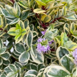 Hebe Buntlaubig, Topf-Ø 23 Cm -Compo Verkäufe 0690190031 Hebe Addenda T23 buntlaubig 7 114002