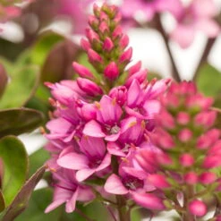 Hebe 'All Blooms®' Rosa, Topf-Ø 12 Cm, 3er-Set 12 Hebe 'All Blooms®' Rosa, Topf-Ø 12 Cm, 3er-Set -Compo Verkäufe 0690190064 Koelle Hebe All Blooms T12 rosarot 6er Set WS 11 95592