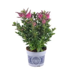 Hebe 'All Blooms®' Rosa, Topf-Ø 12 Cm, 3er-Set 17 Hebe 'All Blooms®' Rosa, Topf-Ø 12 Cm, 3er-Set -Compo Verkäufe 0690190064 Koelle Hebe All Blooms T12 rosarot 6er Set WS 1 95602