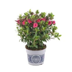 Hebe 'All Blooms®' Rosa, Topf-Ø 12 Cm, 3er-Set 16 Hebe 'All Blooms®' Rosa, Topf-Ø 12 Cm, 3er-Set -Compo Verkäufe 0690190064 Koelle Hebe All Blooms T12 rosarot 6er Set WS 4 95600