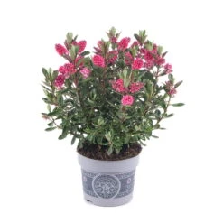 Hebe 'All Blooms®' Rosa, Topf-Ø 12 Cm, 3er-Set 15 Hebe 'All Blooms®' Rosa, Topf-Ø 12 Cm, 3er-Set -Compo Verkäufe 0690190064 Koelle Hebe All Blooms T12 rosarot 6er Set WS 6 95598