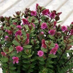 Hebe 'All Blooms®' Rosa, Topf-Ø 12 Cm, 3er-Set 13 Hebe 'All Blooms®' Rosa, Topf-Ø 12 Cm, 3er-Set -Compo Verkäufe 0690190064 Koelle Hebe All Blooms T12 rosarot 6er Set WS 7 95594