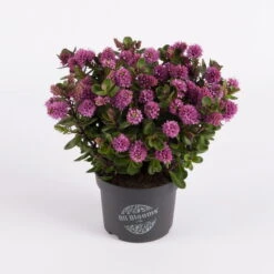 Hebe 'All Blooms®' Rosa, Topf-Ø 12 Cm, 3er-Set 14 Hebe 'All Blooms®' Rosa, Topf-Ø 12 Cm, 3er-Set -Compo Verkäufe 0690190064 Koelle Hebe All Blooms T12 rosarot 6er Set WS 8 95596