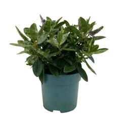 Hebe Lila, Topf-Ø 15 Cm, 3er-Set 11 Hebe Lila, Topf-Ø 15 Cm, 3er-Set -Compo Verkäufe 0690190065 Koelle Hebe T15 3er Set Lilatoene WS 1 95843