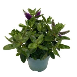 Hebe Lila, Topf-Ø 15 Cm, 3er-Set 12 Hebe Lila, Topf-Ø 15 Cm, 3er-Set -Compo Verkäufe 0690190065 Koelle Hebe T15 3er Set Lilatoene WS 3 95844