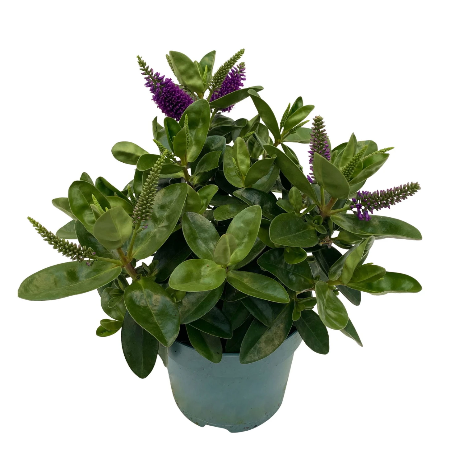 Hebe Lila, Topf-Ø 15 Cm, 3er-Set 5 Hebe Lila, Topf-Ø 15 Cm, 3er-Set – Bild 5