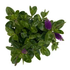 Hebe Lila, Topf-Ø 15 Cm, 3er-Set 13 Hebe Lila, Topf-Ø 15 Cm, 3er-Set -Compo Verkäufe 0690190065 Koelle Hebe T15 3er Set Lilatoene WS 5 95845