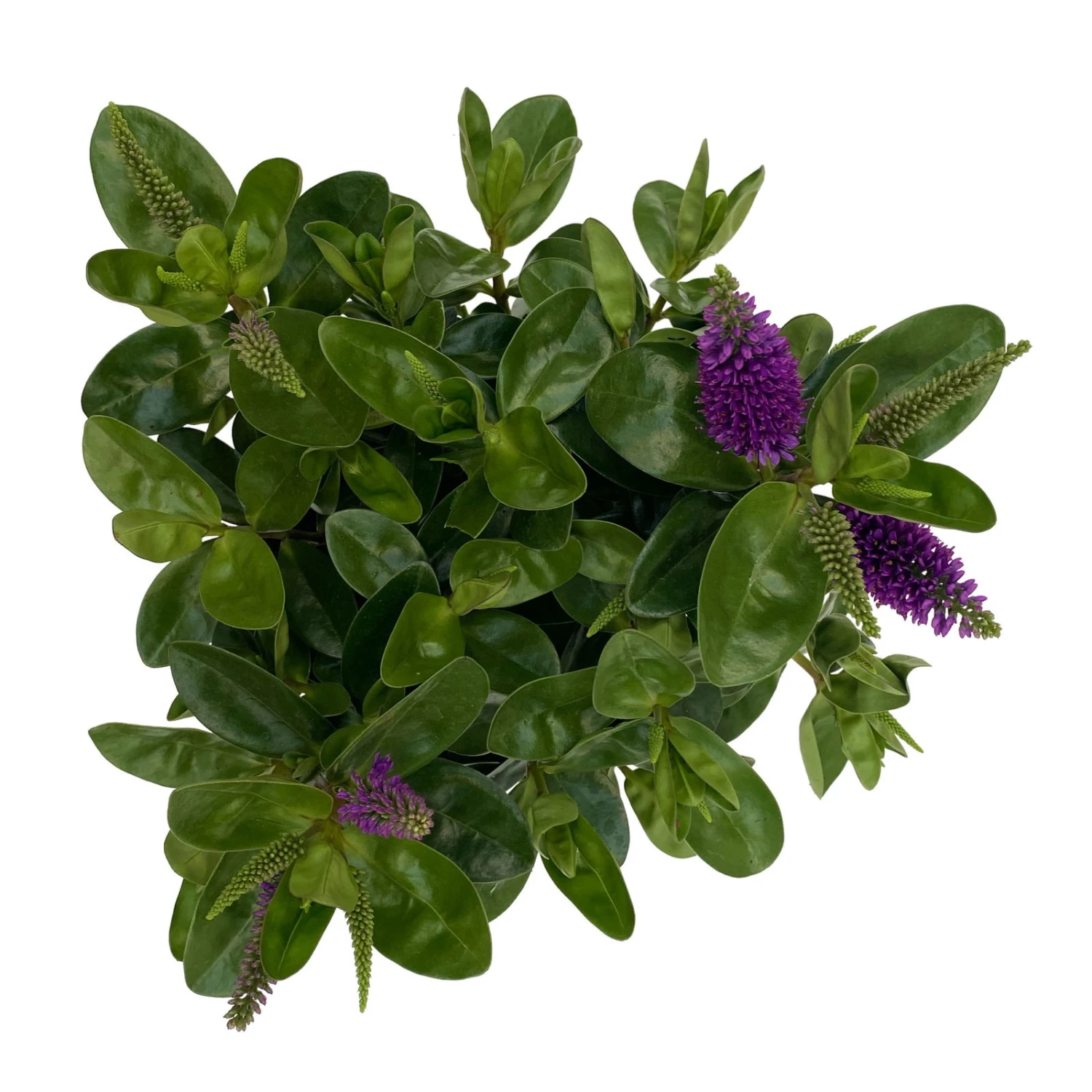 Hebe Lila, Topf-Ø 15 Cm, 3er-Set 6 Hebe Lila, Topf-Ø 15 Cm, 3er-Set – Bild 6