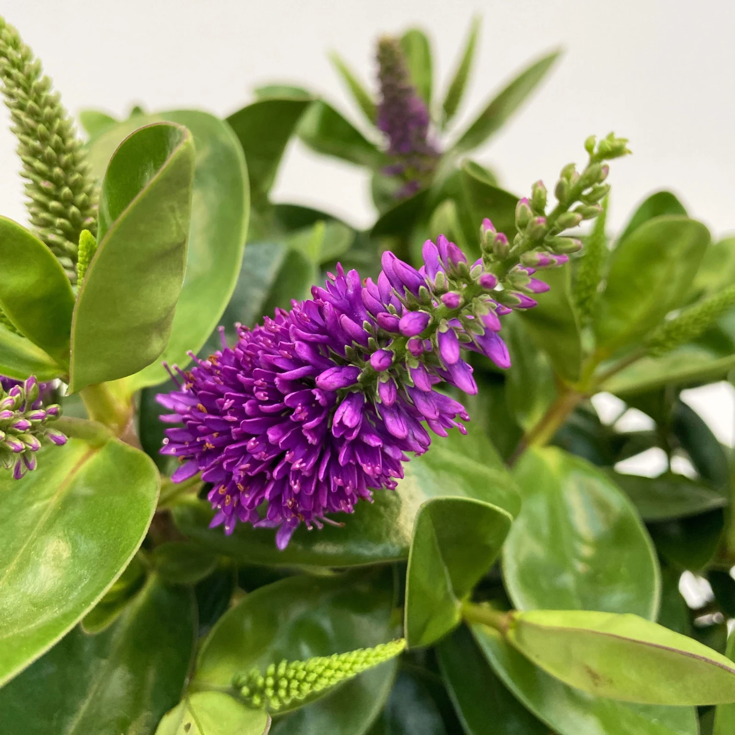 Hebe Lila, Topf-Ø 15 Cm, 3er-Set 1 Hebe Lila, Topf-Ø 15 Cm, 3er-Set