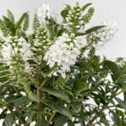 Hebe 'All Blooms®' Weiß, Topf-Ø 10,5 Cm, 6er-Set 8 Hebe 'All Blooms®' Weiß, Topf-Ø 10,5 Cm, 6er-Set -Compo Verkäufe 0690190098 Koelle Hebe All Blooms T12 weiss 6er Set 4 112400