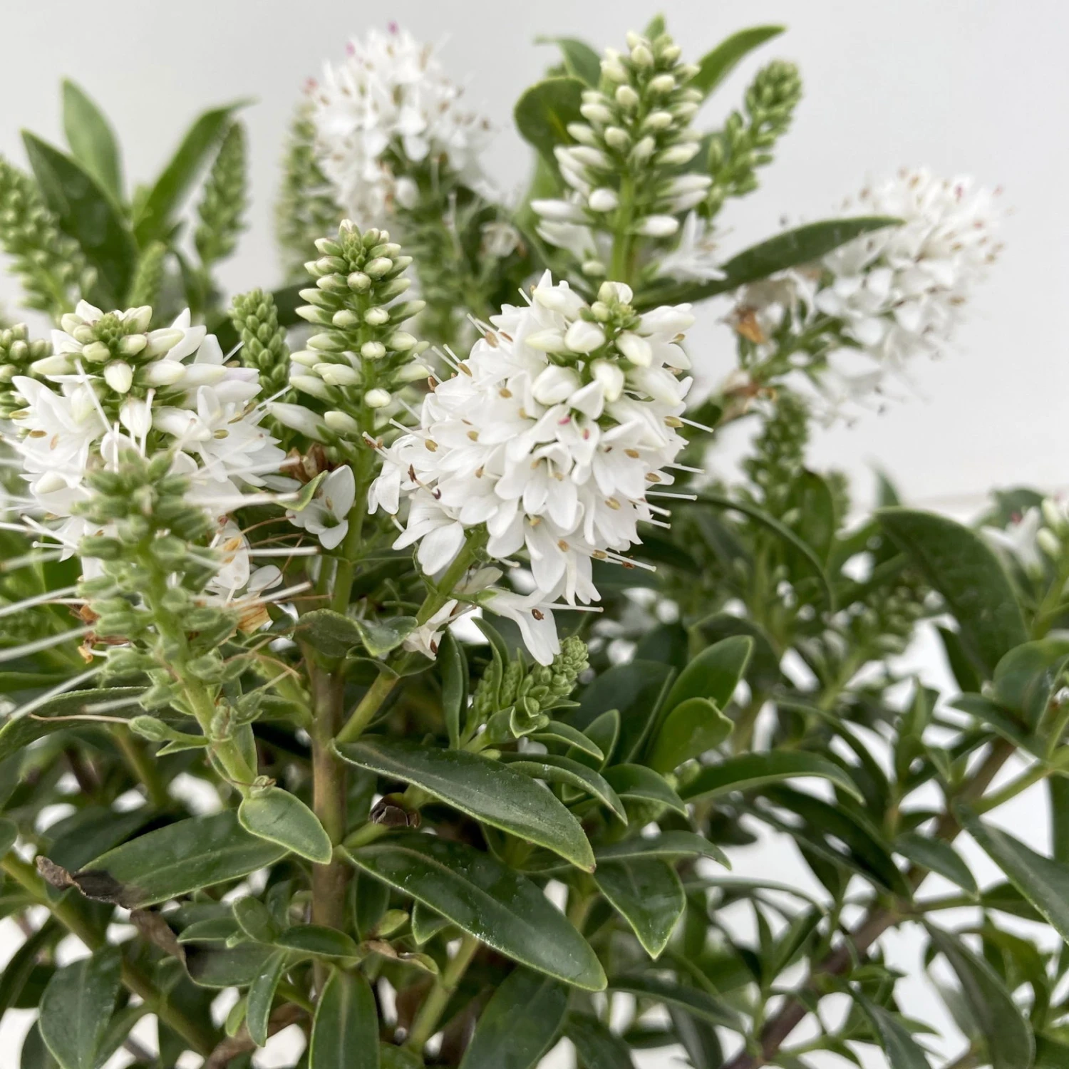 Hebe 'All Blooms®' Weiß, Topf-Ø 10,5 Cm, 6er-Set 3 Hebe 'All Blooms®' Weiß, Topf-Ø 10,5 Cm, 6er-Set – Bild 3