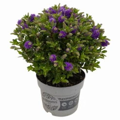 Hebe 'All Blooms®' Blau, Topf-Ø 17 Cm -Compo Verkäufe 0690190103 Hebe All Blooms T17 blau 3 114192
