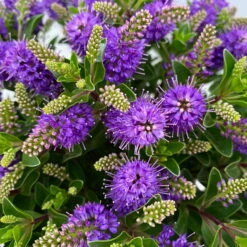 Hebe 'All Blooms®' Blau, Topf-Ø 17 Cm -Compo Verkäufe 0690190103 Hebe All Blooms T17 blau 5 114153