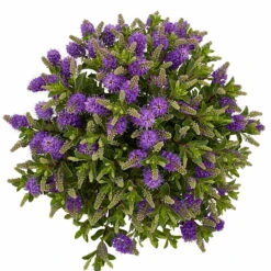 Hebe 'All Blooms®' Blau, Topf-Ø 17 Cm -Compo Verkäufe 0690190103 Hebe All Blooms T17 blau 6 114193