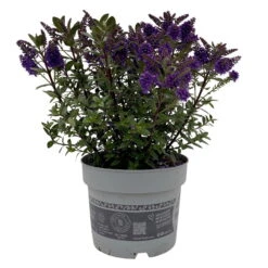 Hebe 'All Blooms®' Blau, Topf-Ø 17 Cm -Compo Verkäufe 0690190103 Koelle Hebe All Blooms T17 blau 1 112511