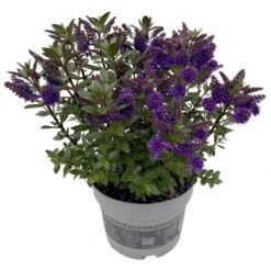 Hebe 'All Blooms®' Blau, Topf-Ø 17 Cm -Compo Verkäufe 0690190103 Koelle Hebe All Blooms T17 blau 2 112512