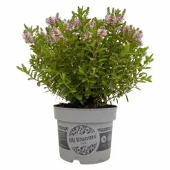 Hebe 'All Blooms®' Rosa, Topf-Ø 17 Cm -Compo Verkäufe 0690190104 Hebe All Blooms T17 rosa 1 114194