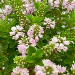 Hebe 'All Blooms®' Rosa, Topf-Ø 17 Cm -Compo Verkäufe 0690190104 Hebe All Blooms T17 rosa 4 114154