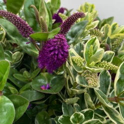 Hebe 'Duo Twin' Bunt, Topf-Ø 23 Cm -Compo Verkäufe 0690190117 Koelle Hebe Duo Twin T23 zweifarbig WS 7 95911