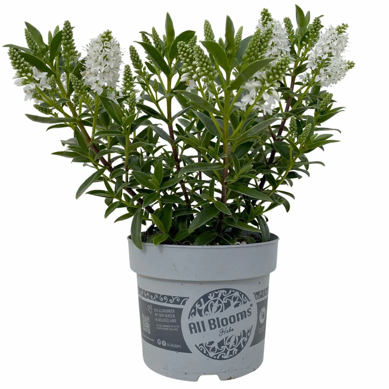 Hebe 'All Blooms®' Weiß, Topf-Ø 10,5 Cm, 6er-Set 1 Hebe 'All Blooms®' Weiß, Topf-Ø 10,5 Cm, 6er-Set