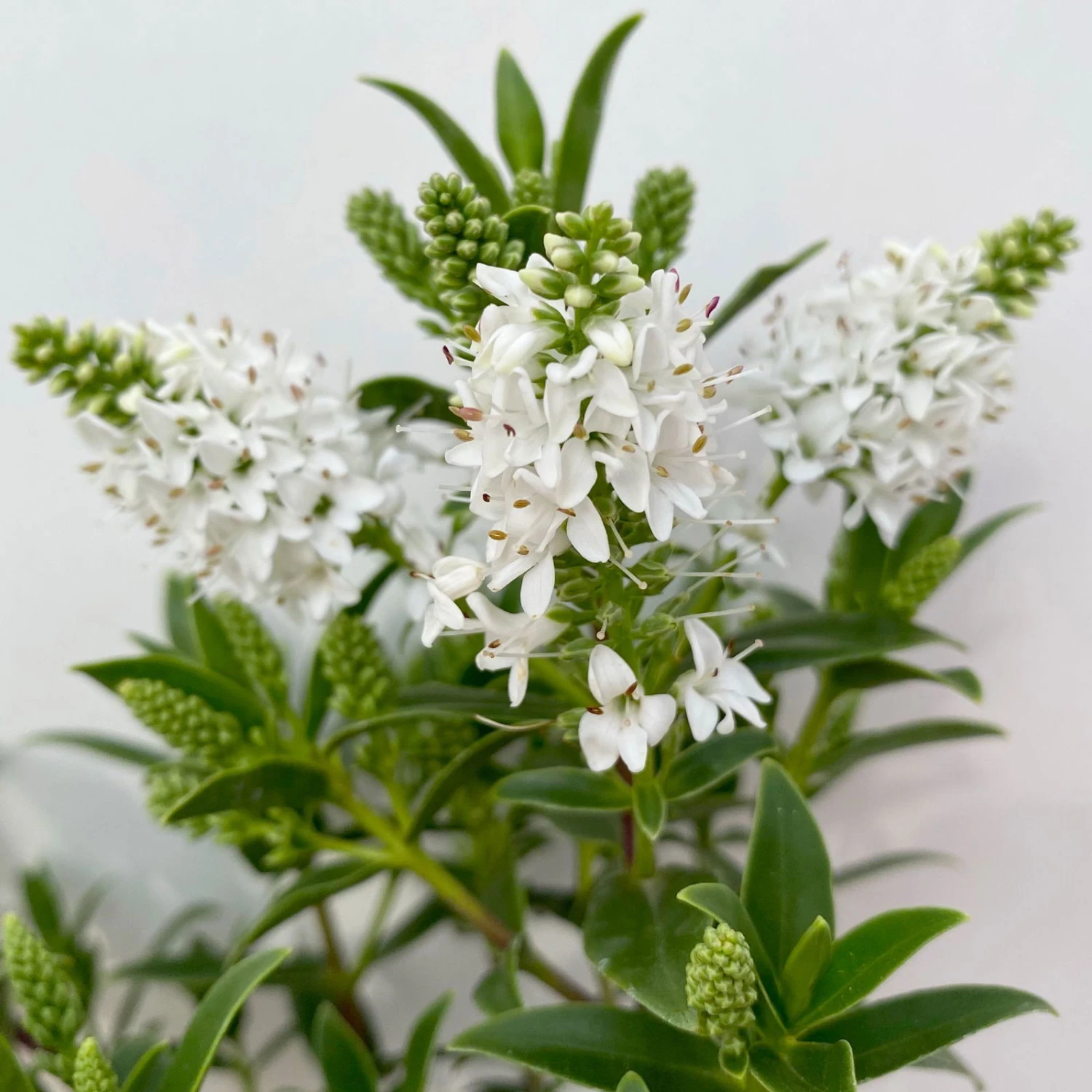 Hebe 'All Blooms®' Weiß, Topf-Ø 10,5 Cm, 6er-Set 4 Hebe 'All Blooms®' Weiß, Topf-Ø 10,5 Cm, 6er-Set – Bild 4