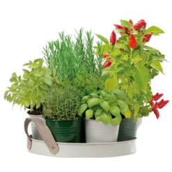 Kräutersamen, 7 Kräuter, XL-Kollektion 'BBQ'