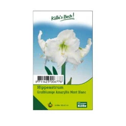 Großblumige Amaryllis Mont Blanc Weiß, 1 Blumenzwiebel