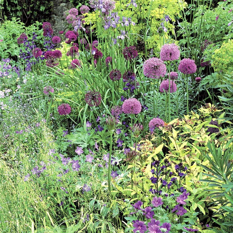 Zierlauchpaket 70 Alliumzwiebeln 2 Zierlauchpaket 70 Alliumzwiebeln – Bild 2