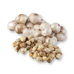 Zierlauchpaket 70 Alliumzwiebeln 5 Zierlauchpaket 70 Alliumzwiebeln -Compo Verkäufe 0720800124 koelles beste allium kollektion zierlauch verschiedene sorten 70stueck gesamt 2673